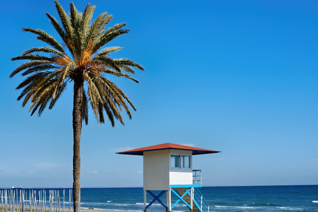 beach with big palm tree sunny day