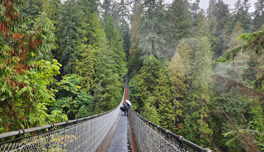 bridge in the mid of forest