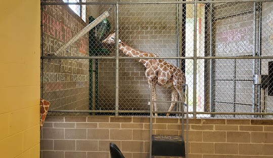 giraffe in cage