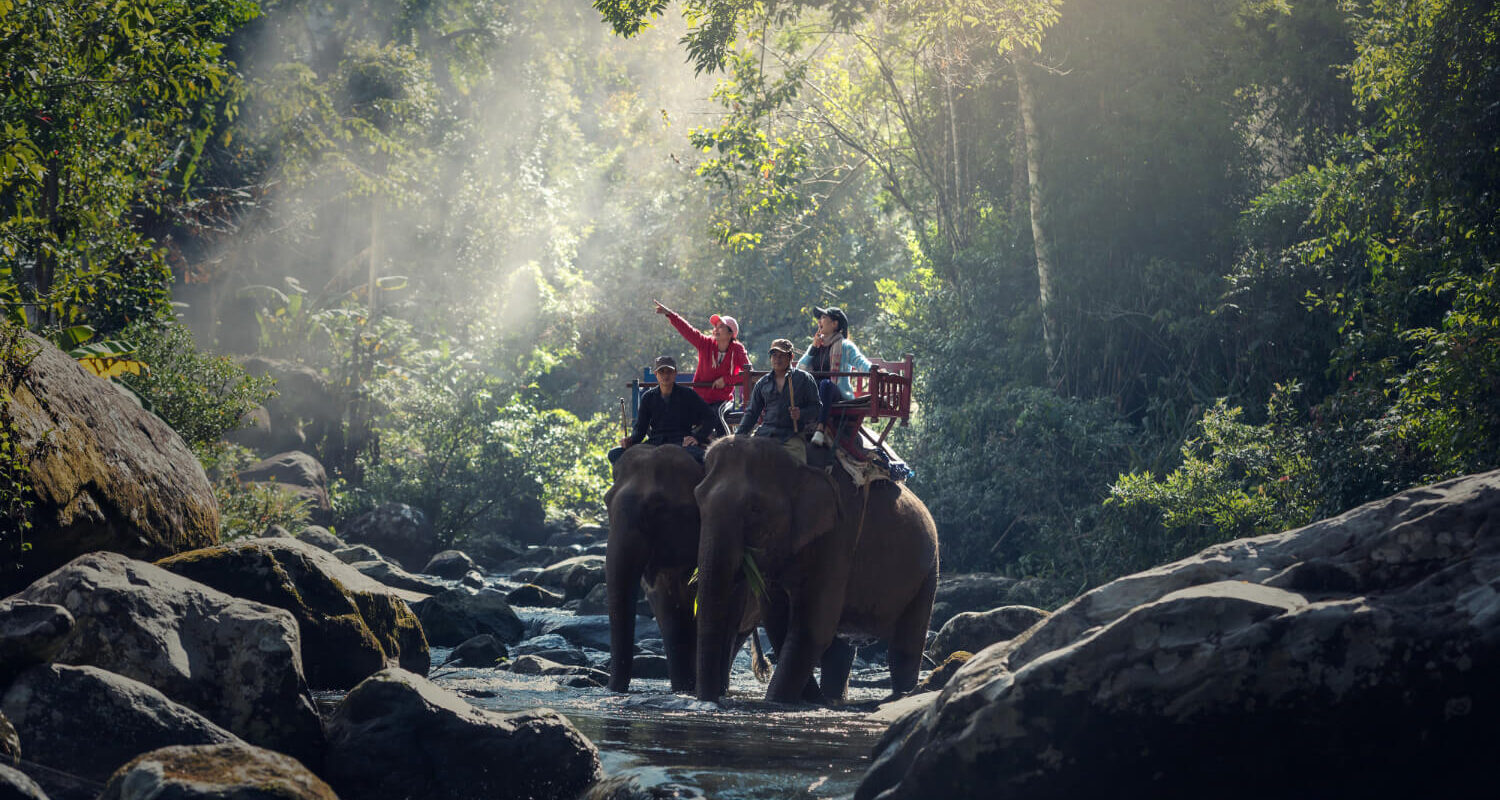 elephant trekking through jungle northern laos