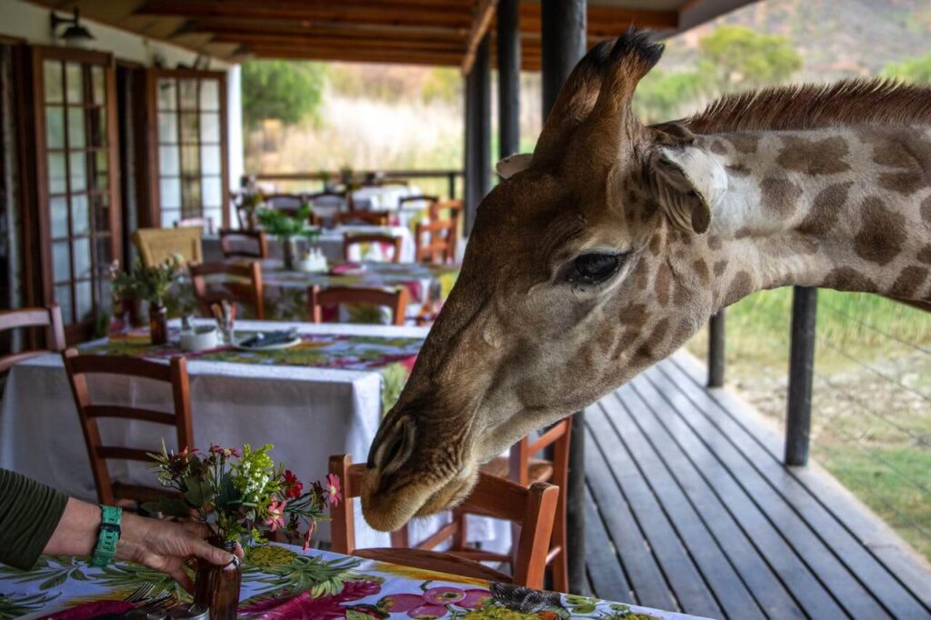 Bori Safari Lodge, Madhya Pradesh