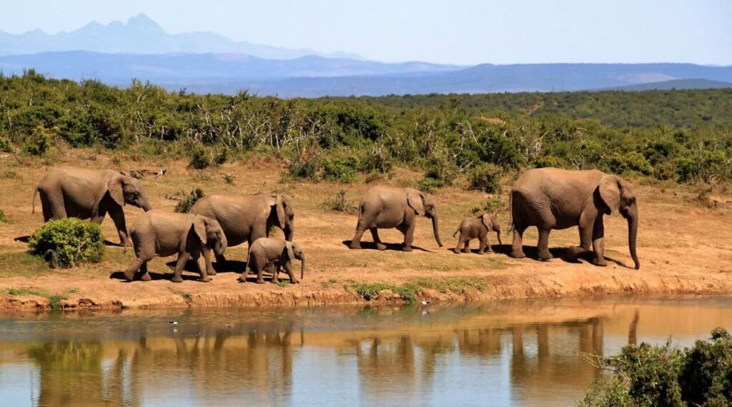 7 Elephants Walking Beside Body of Water during Daytime